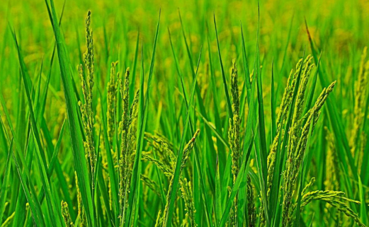 中国农产品供应商