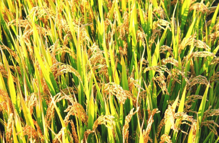 中国农产品供应商