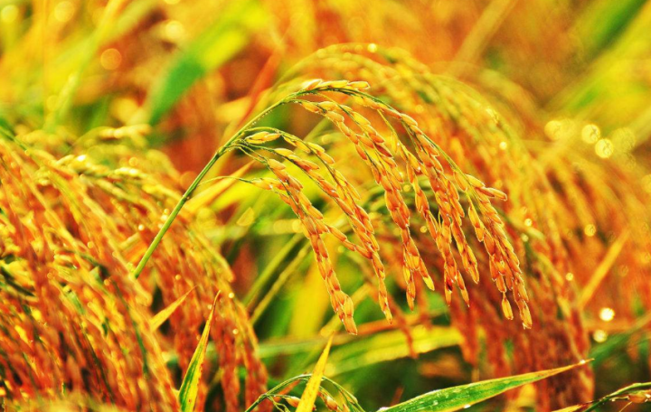 中国农产品供应商