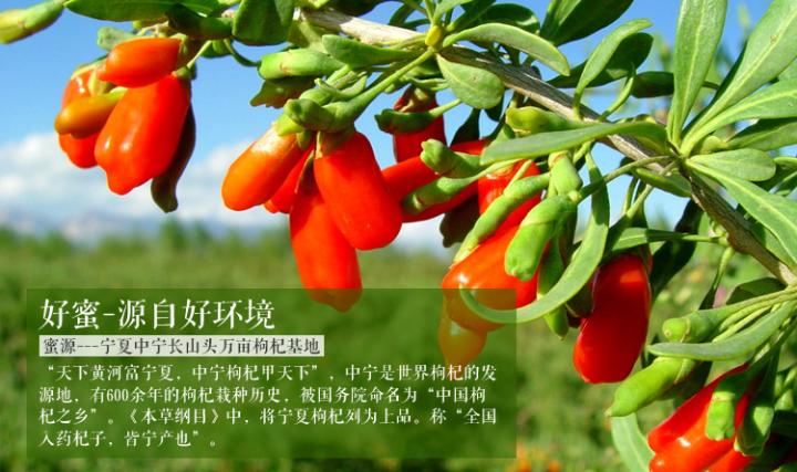 中国枸杞